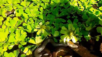 5 Most Dangerous Jobs In The World In Hindi-Urdu 2020