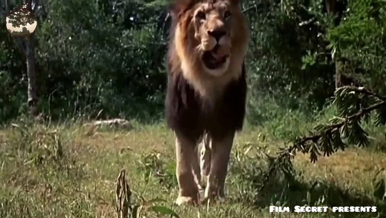 #South#African#wild#animals#safari full HD