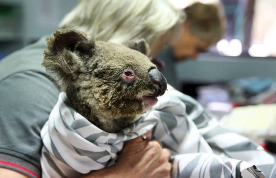 Noticias: Casi 500 millones de animales muertos en incendios de Australia