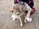 Funny Dog | Puppy Rescue | Stray Puppy Playful In Its New Home
