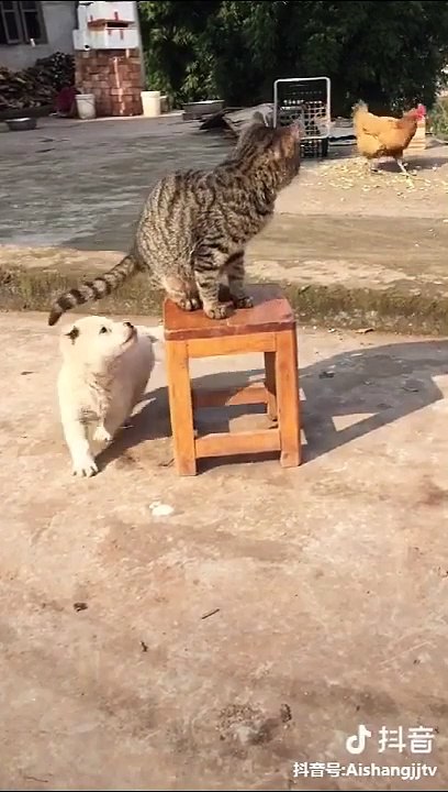 Dog VS Cat Fights - Cat and Dog Funny Fight Compilation