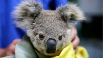 Australia Pledges Millions Of Dollars To Protect Animals From Fires