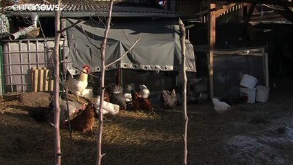 Madárinfluenza Magyarországon és Szlovákiában