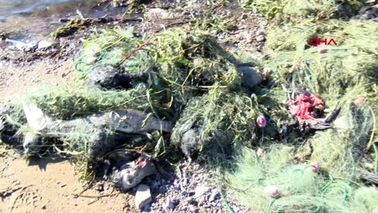 Sapanca gölünde hayalet ağ katliamı -2