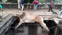 Villagers in northern India rescue bull trapped on the rooftop of an abandoned building for three days