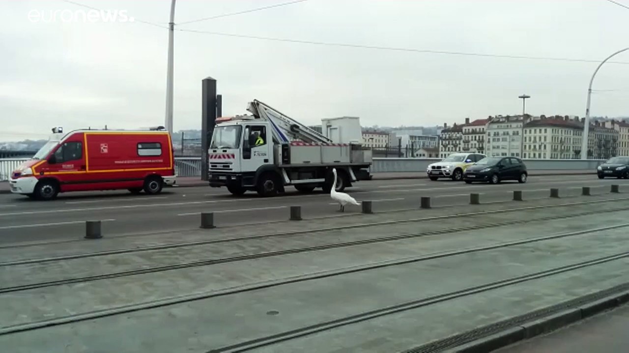 Lyon kurz vor 14 Uhr: Was macht der Schwan mitten auf der Fahrbahn?