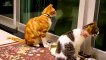 funny cats and kittens meowing compilation 2020