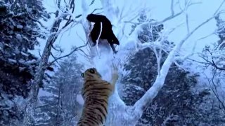 The Taking Of Tiger Mountain-The Best Tiger Scene