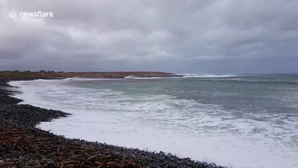 Strong winds batter Scotland seeing sheep cower from Storm Brendan