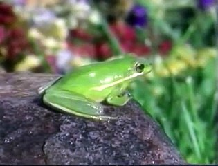 Baby Einstein - Baby Shakespeare (Japanese Edute 2000)