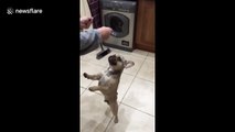 Dog has a ball dancing with his owner's friend