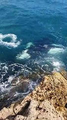 Orca Whales Chasing a Stingray in New Zealand