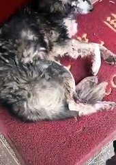 Kimse yanına yaklaşmazken ona el uzatan bir kadın ve yaşanan harika değişim