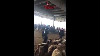 Deve kesen kasap bu kez esnafla kavga etti !