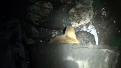 Su kuyusuna düşen kedi itfaiye ekiplerince kurtarıldı - BALIKESİR