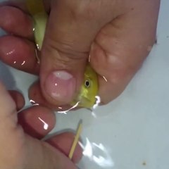 Devinez où ce poisson cache ses bébés... Incroyable