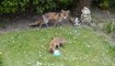Il découvre une maman renard et ses 2 bébés dans son jardin... Trop mignon