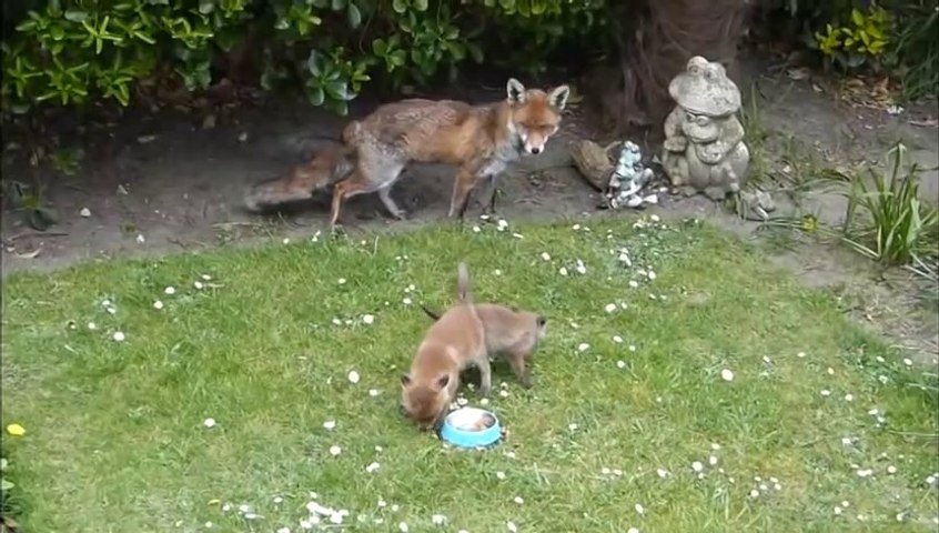 Il Decouvre Une Maman Renard Et Ses 2 Bebes Dans Son Jardin Trop Mignon Video Dailymotion