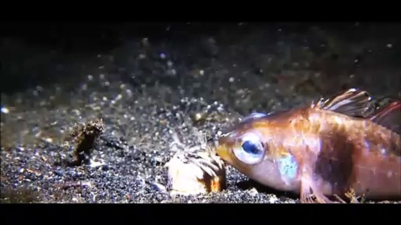 Cette créature cauchemardesque est terrifiante : ver bobbit