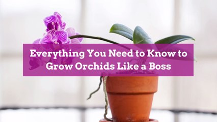 Everything You Need to Know to Grow Orchids Like a Boss