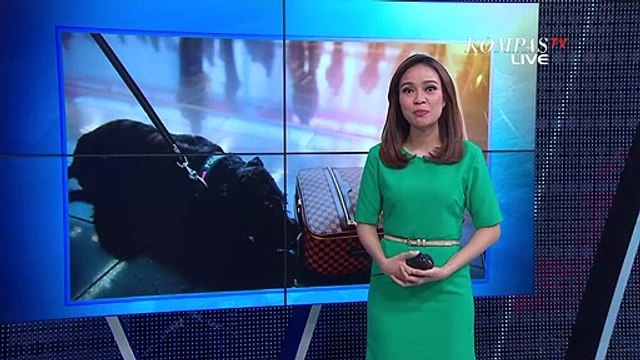 Bahan Ini Ternyata Ampuh Untuk Melatih Anjing Pelacak!