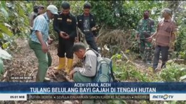 Tulang Belulang Bayi Gajah Ditemukan di Tengah Hutan Aceh