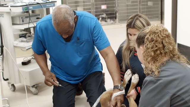 Pet Acupuncture in Escondido, CA | Companion Animal Health & Rehabilitation Center