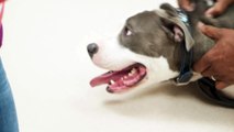 Dog & Cat Dentistry in Escondido, CA | Companion Animal Health & Rehabilitation Center