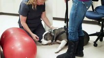 Herbal Veterinary Medicine in Escondido | Companion Animal Health & Rehabilitation Center