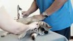 Veterinary Laser Therapy in Escondido & San Diego | Companion Animal Health & Rehabilitation Center