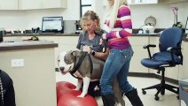 Pain Management for Dogs & Cats in Escondido | Companion Animal Health & Rehabilitation Center