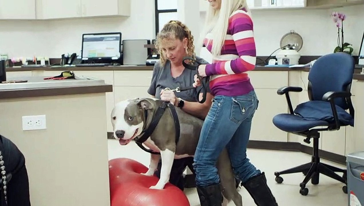 Pain Management for Dogs & Cats in Escondido | Companion Animal Health & Rehabilitation Center