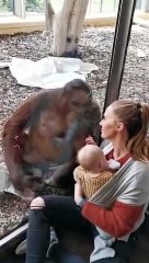 Orangutan Peacefully Watches Mother and Her Baby