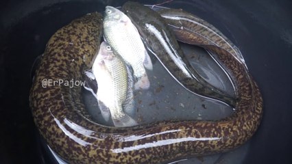 HEBOH PENEMUAN IKAN BELUT RAKSASA DI POOPO, INDONESIA