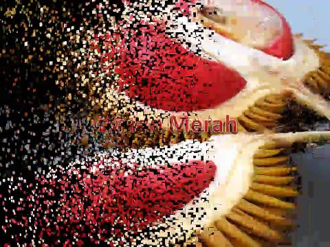 GROSIR, WA 0812-2707-5809, Bibit Durian Akar 3 Kalimantan Barat