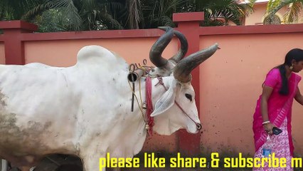 mayapur goshala|mayapur goshala ghee|iskcon temple and goshala