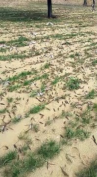 टिड्डी का खेत पर हमला , फसल को खा गई | TIDDI DAL KHET KI FASAL KO KHA GAI