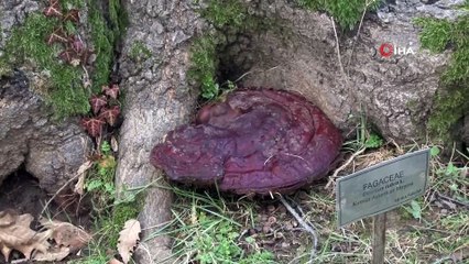 Ağaç yıkılmalarına röntgen ve tomografi ile önlem