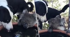 Incendios en Australia: La amistad entre un koala sediento y un perro generoso