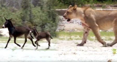 Aslanların arasına düşen eşek sürüsü, ağır kayıp verdi