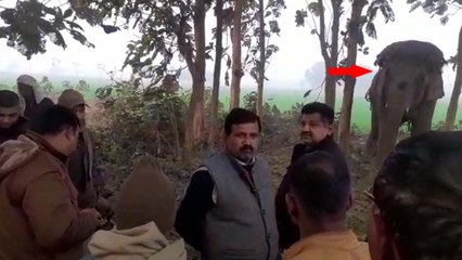 गोरखपुरः BJP विधायक की हाथी ने महावत को सूंढ से उठाकर पटका, मौके पर मौत