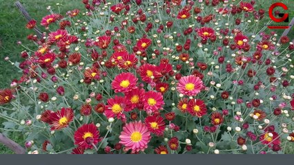 Central Park Flower Collection