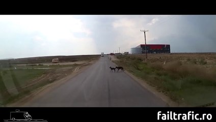 Une maman chien tire son petit par la queue et le sauve de justesse