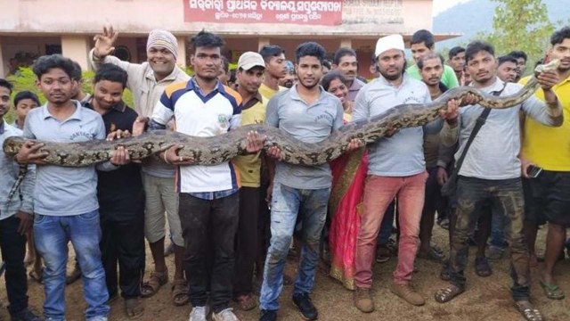 5 फुट चौड़े पाइप में रह रहे थे 6 विशालकाय अजगर, एक 18 फीट लंबा निकला तो कांप गए गांववाले, VIDEO