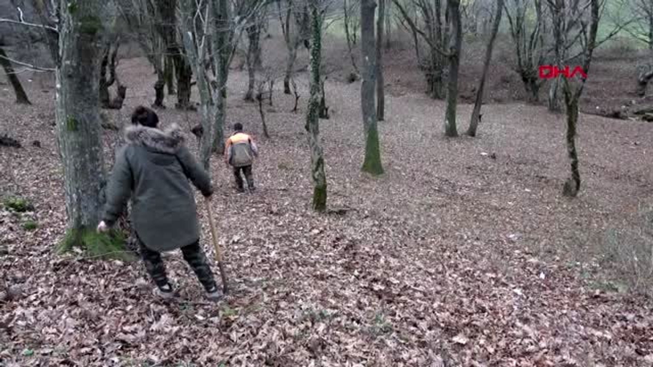 Kırklareli 'arthur', dünyanın en pahalı mantarı trüf avlıyor