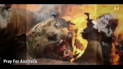 Australia fire | #Australia_fire | Pray for Australia