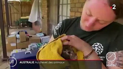 L'Australie tente de sauver ses animaux
