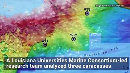 Scientists Drop Alligator Carcasses on Seafloor for Feeding Experiment