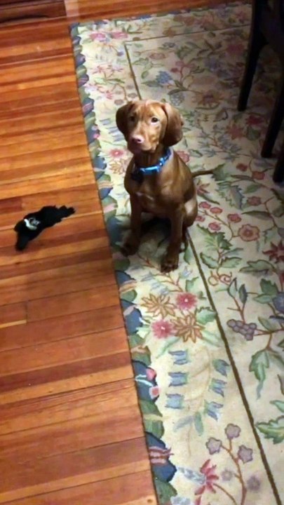 Doggo Doesn't Do Its Business Outside