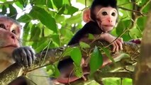 Hero Monkey Save Baby Gazelle From Cheetah Hunt . Baboons vs Leopard | Aniamals Save Another Animals